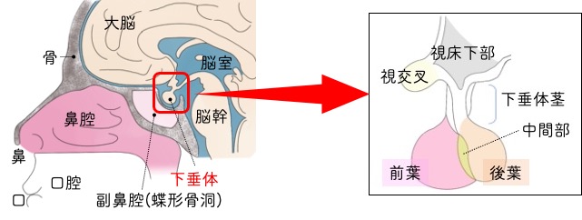 下垂体神経内分泌腫瘍の概要