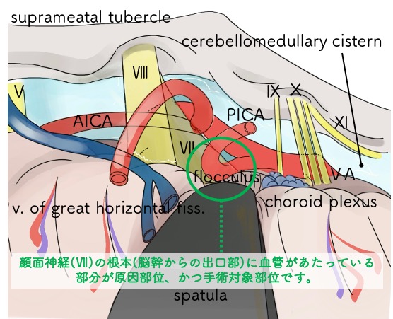 顔のけいれん・痛み・ぴくつき