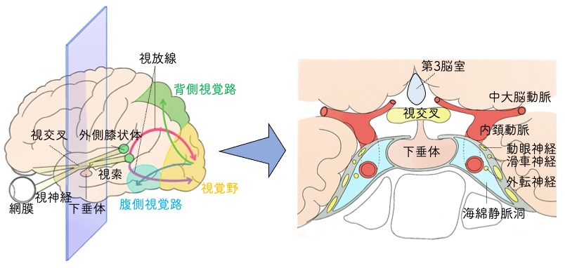 特徴2