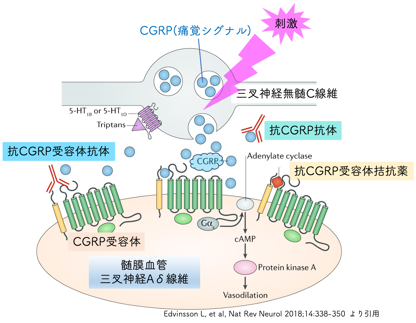 抗CGRP抗体薬・抗CGRP受容体抗体・抗CGRP受容体拮抗薬一覧